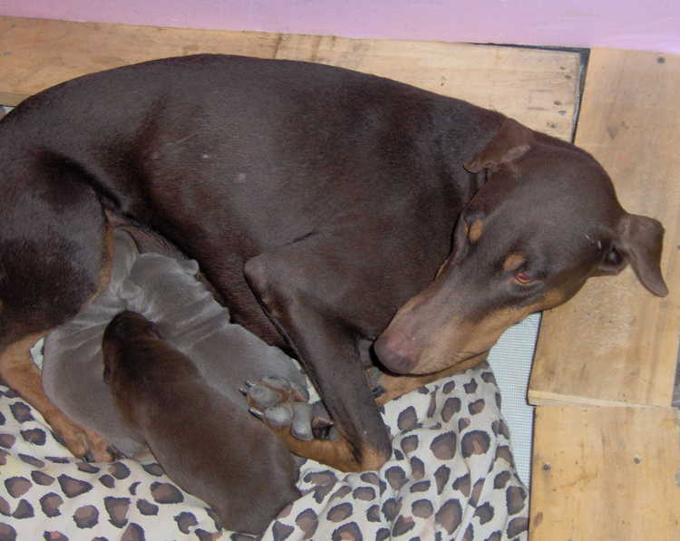 Doberman puppies