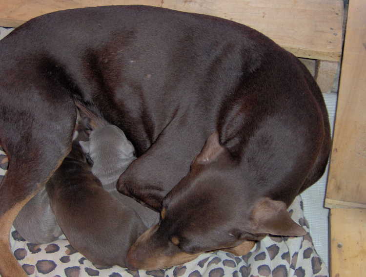 Doberman puppies