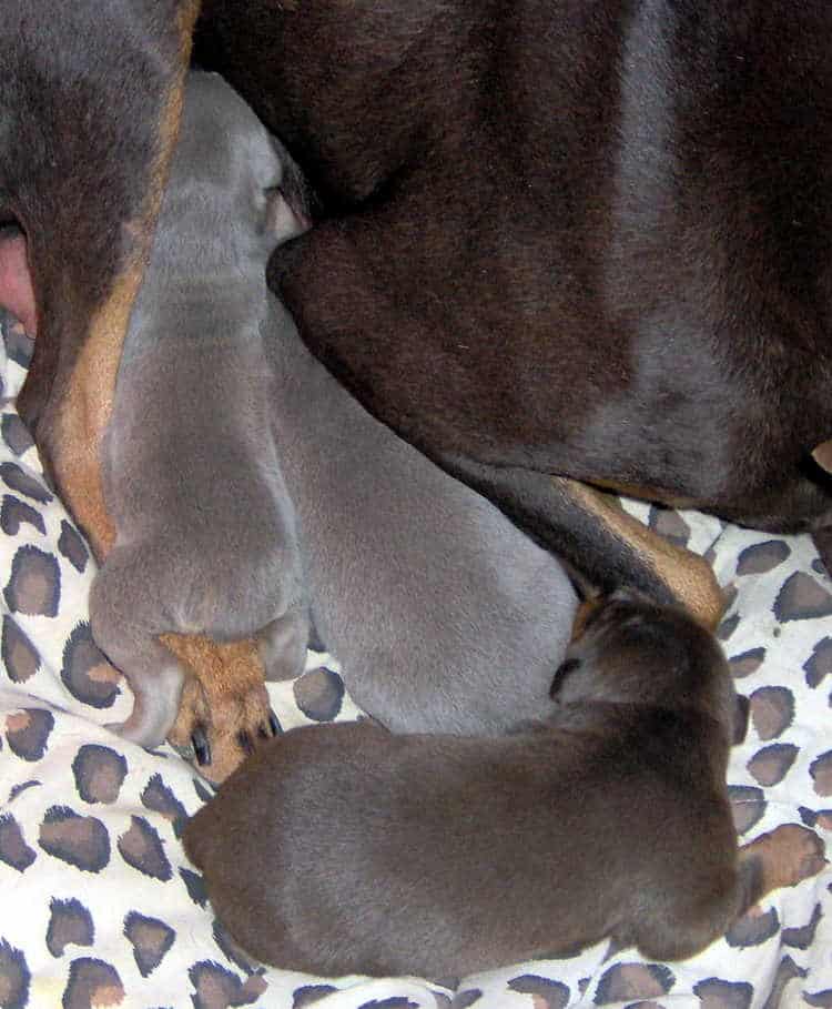 Doberman puppies