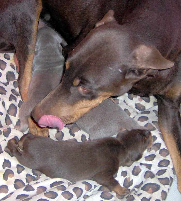 Doberman puppies