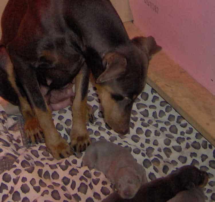 Doberman puppies