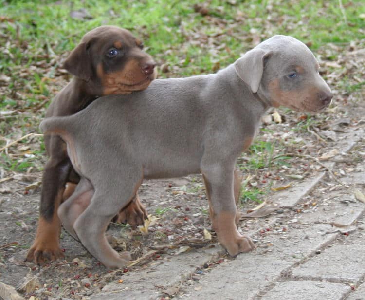 doberman puppy fawn and red males