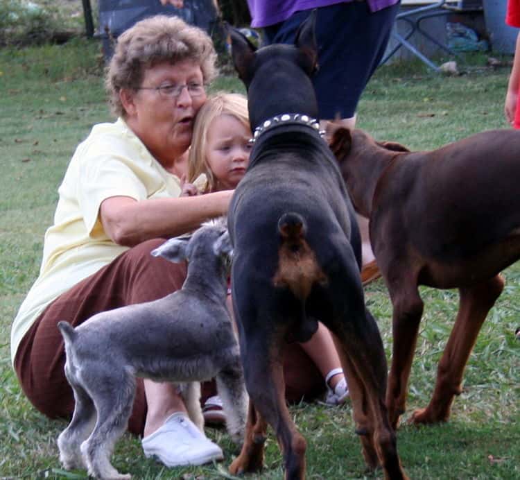 Doberman breeders