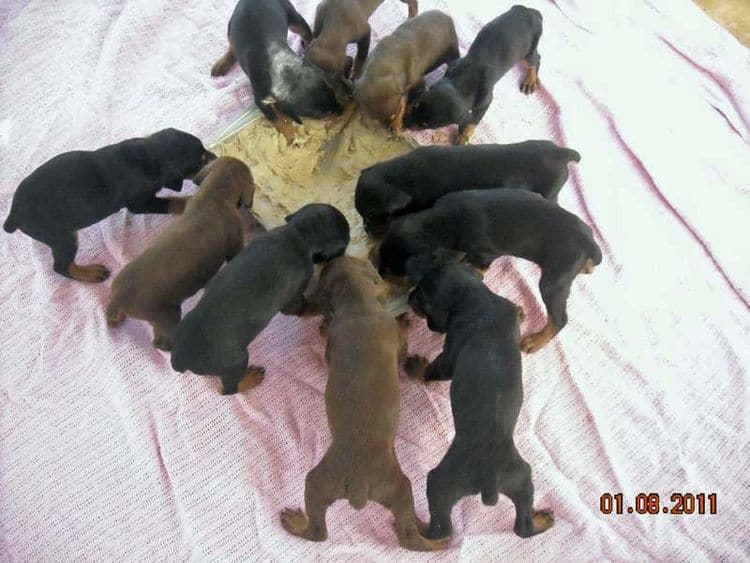 4 week old doberman pups black and rust, red and rust