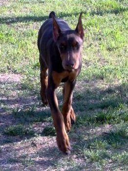 Doberman Pinscher puppy