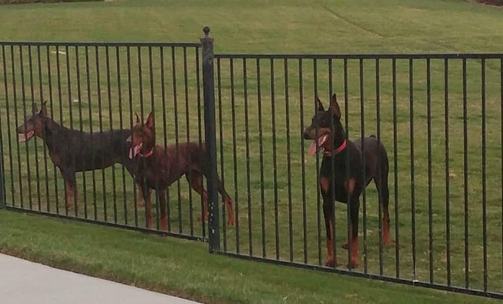 red and rust female doberman and her mother and black and rust male doberman