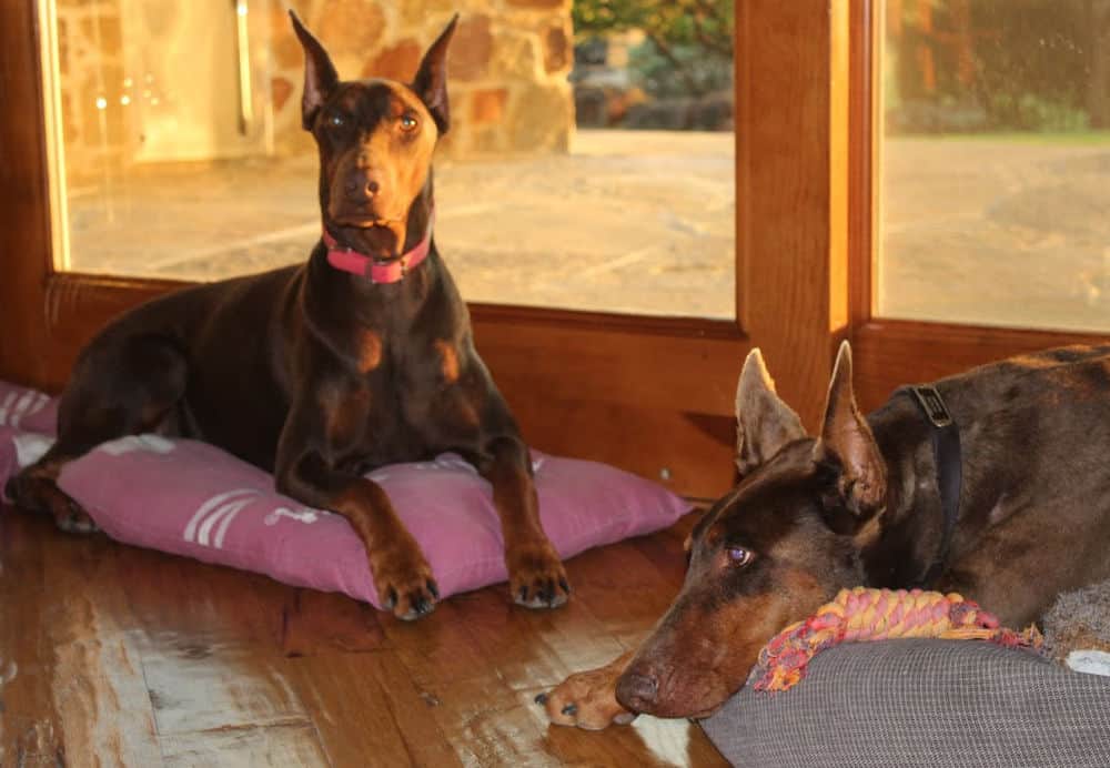 red and rust female doberman and her mother