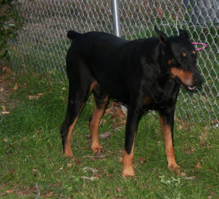 Doberman sire