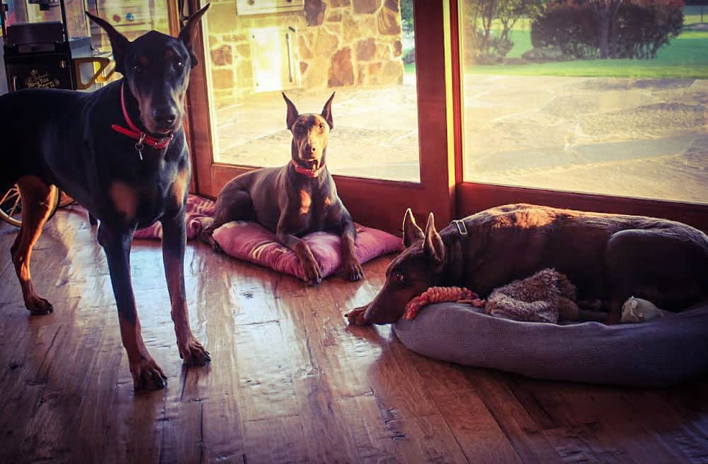 red and rust female doberman and her mother and black and rust male doberman
