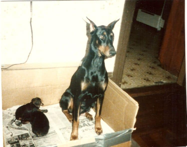 doberman pinscher