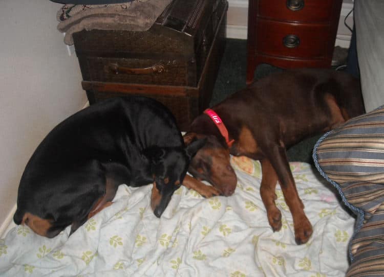 dobe puppies' parents