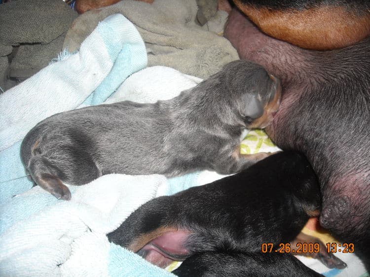 day old dobe puppies