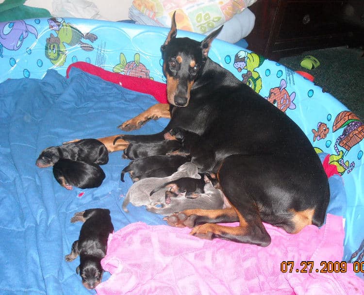 day old dobe puppies