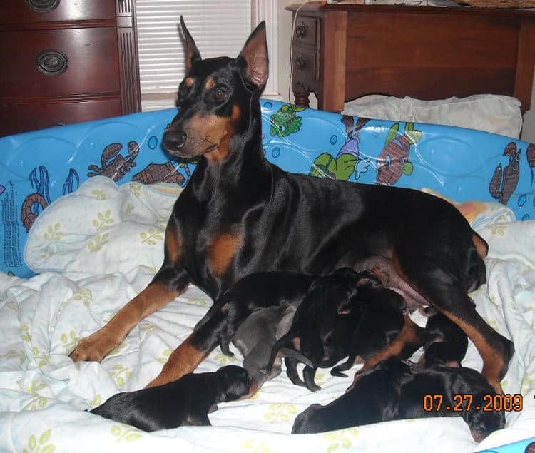 day old dobe puppies