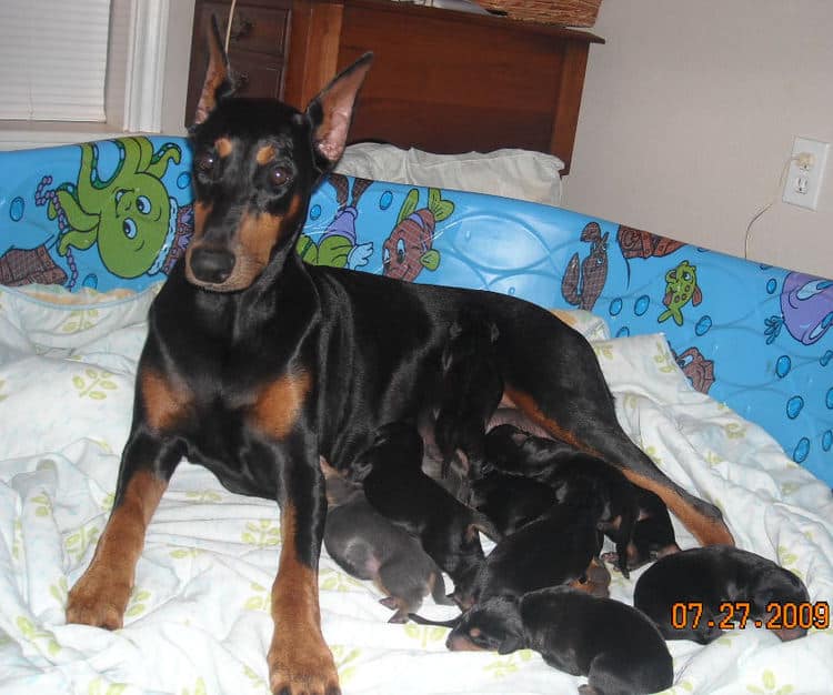 day old dobe puppies