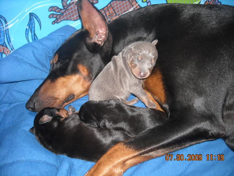 1st week old doberman puppy pictures