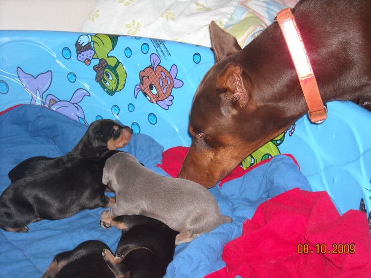 doberman pups at 2 weeks old