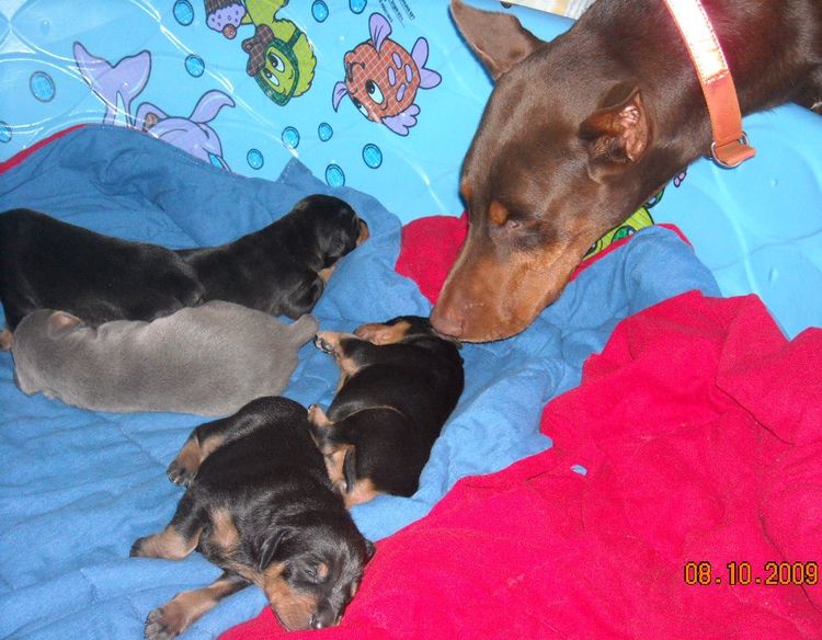 doberman pups at 2 weeks old