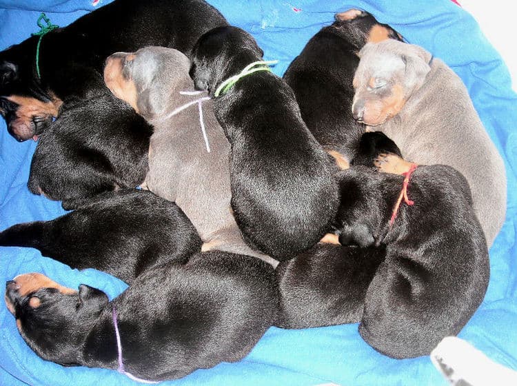 doberman pups at 2 weeks old