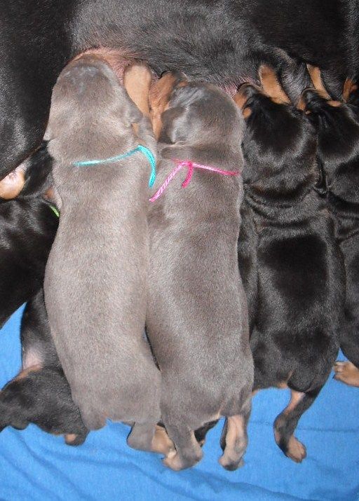 doberman pups at 2 weeks old