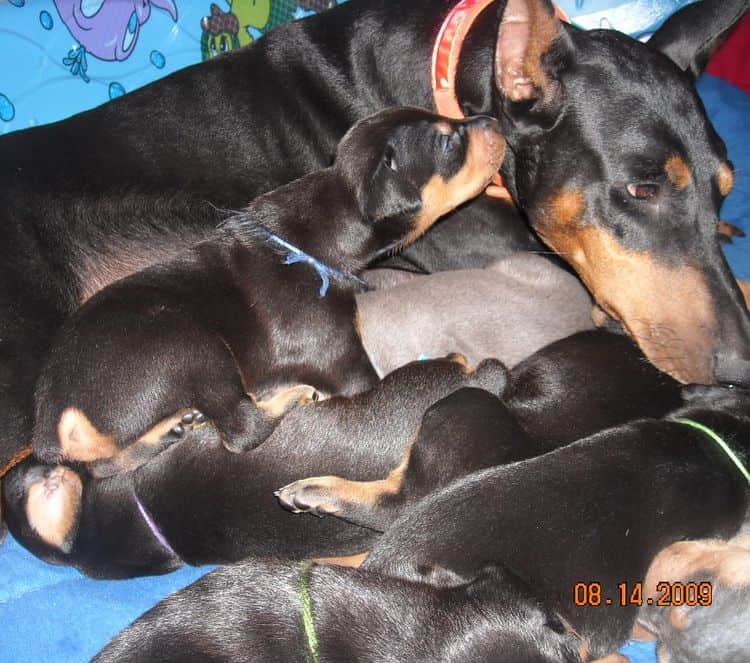 doberman pups at 2 weeks old