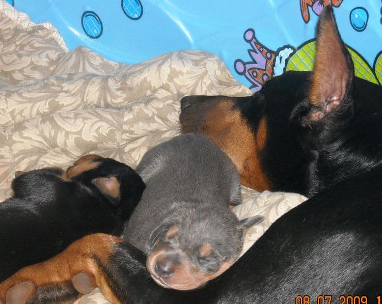 Blue and rust female doberman puppy