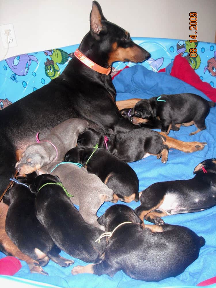 doberman pups at 2 weeks old