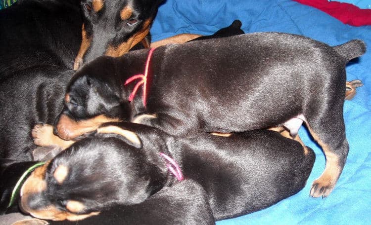 doberman pups at 2 weeks old