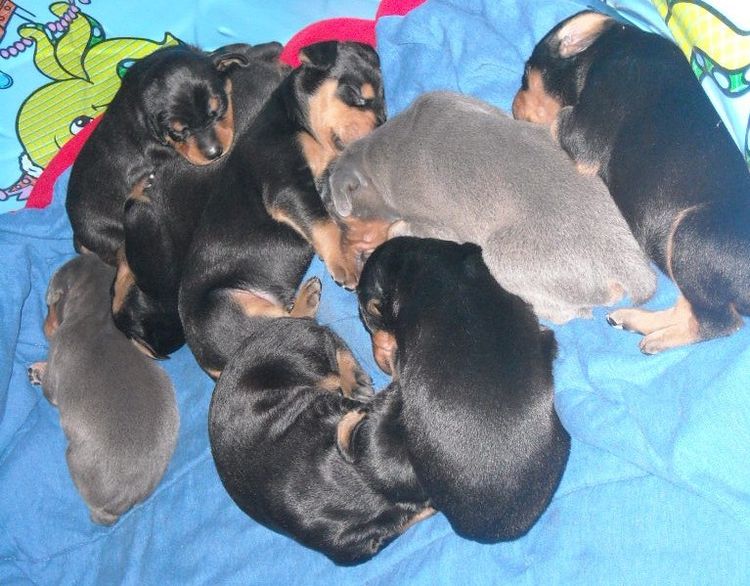 doberman pups at 2 weeks old