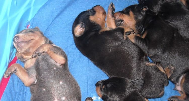 Blue and rust female doberman puppy