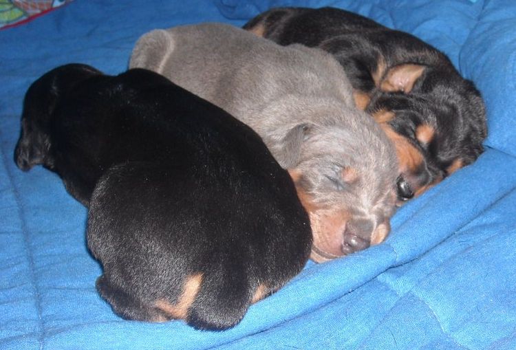 Blue and rust female doberman puppy