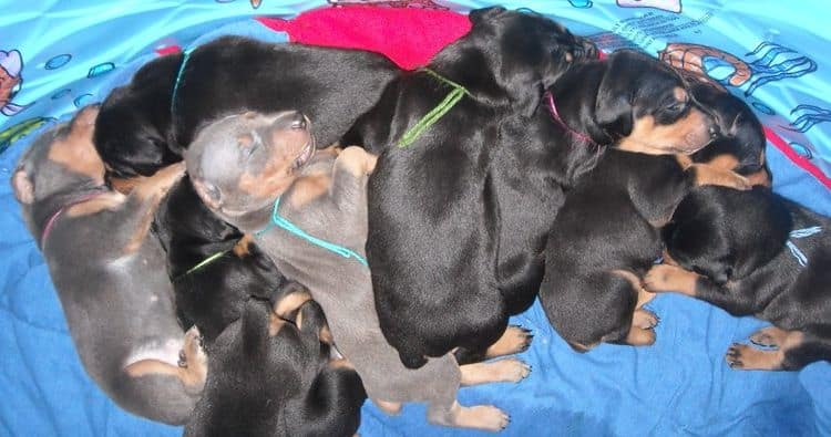 3 week old pics of blues and blacks - dobermann pups