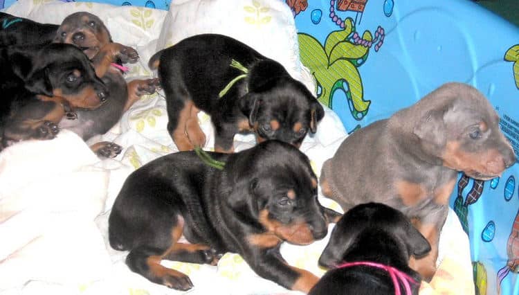 3 week old pics of blues and blacks - dobermann pups