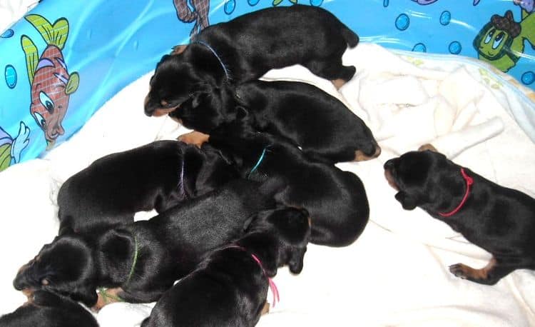 3 week old pics of blues and blacks - dobermann pups