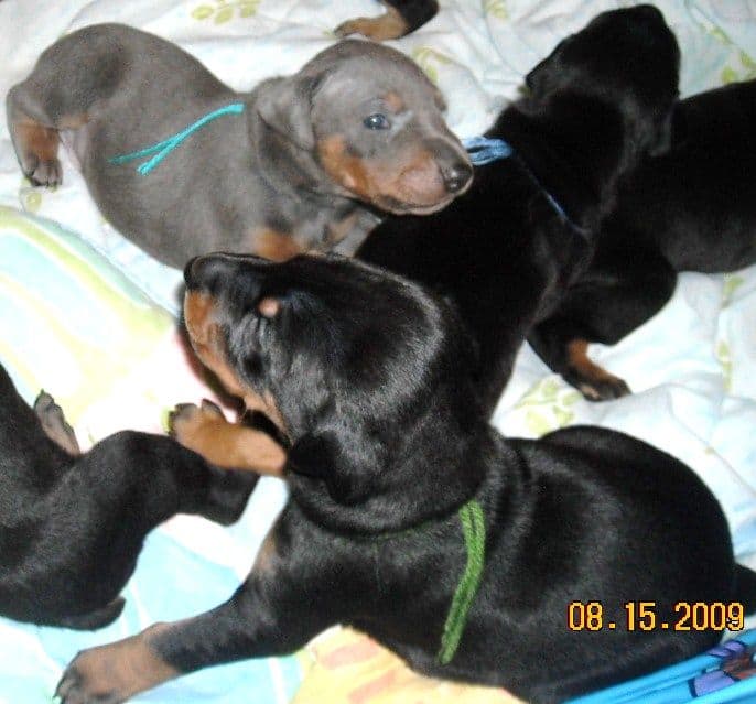 3 week old pics of blues and blacks - dobermann pups