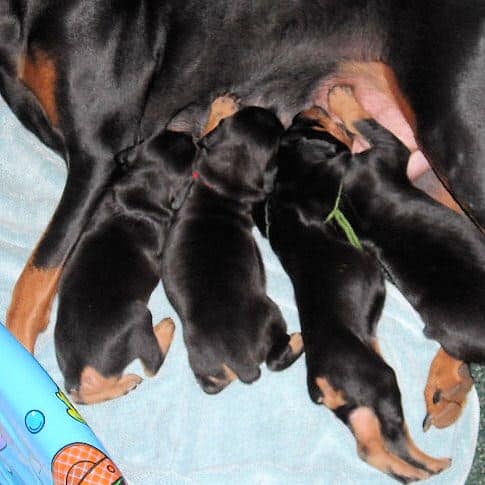 3 week old pics of blues and blacks - dobermann pups