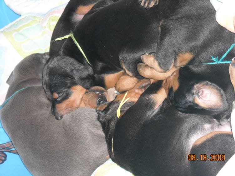 3 week old pics of blues and blacks - dobermann pups