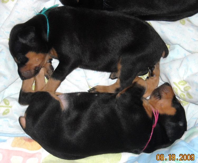 3 week old pics of blues and blacks - dobermann pups