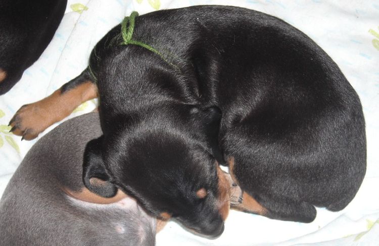 3 week old pics of blues and blacks - dobermann pups