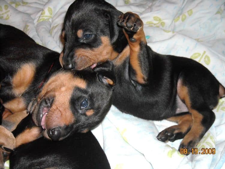 3 week old pics of blues and blacks - dobermann pups