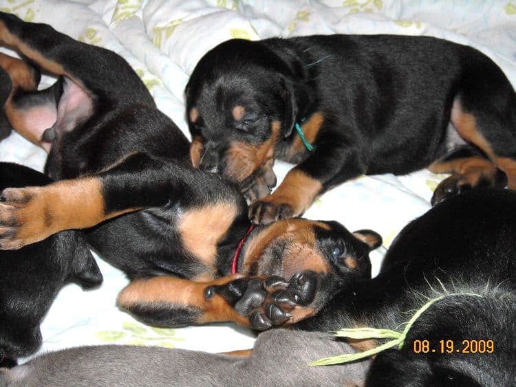 3 week old pics of blues and blacks - dobermann pups