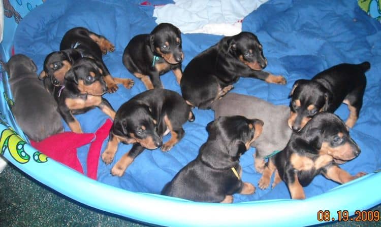 3 week old pics of blues and blacks - dobermann pups