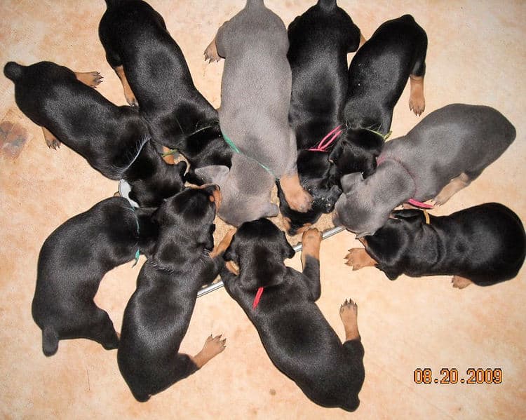 3 week old pics of blues and blacks - dobermann pups