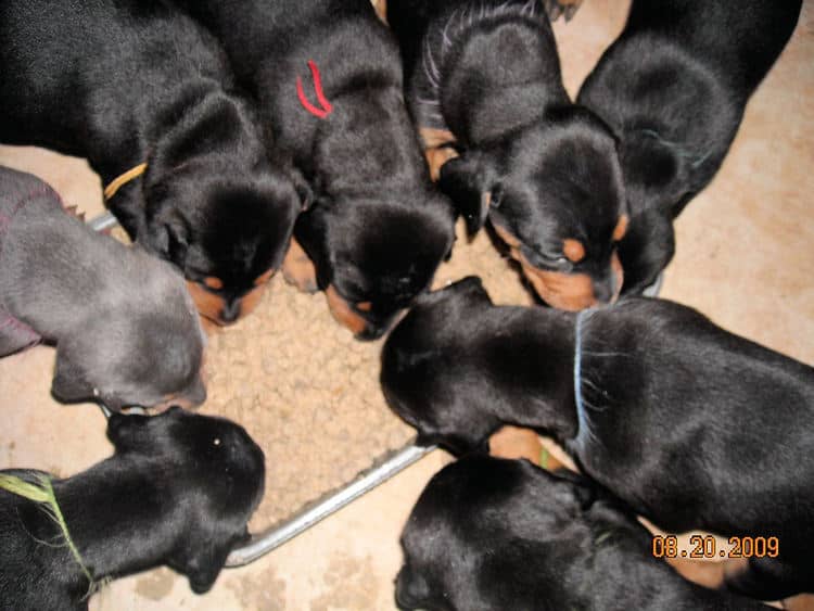 3 week old pics of blues and blacks - dobermann pups