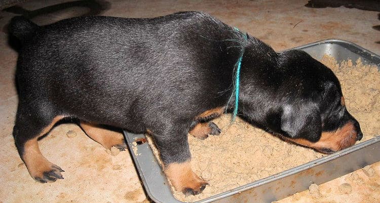 3 week old pics of blues and blacks - dobermann pups