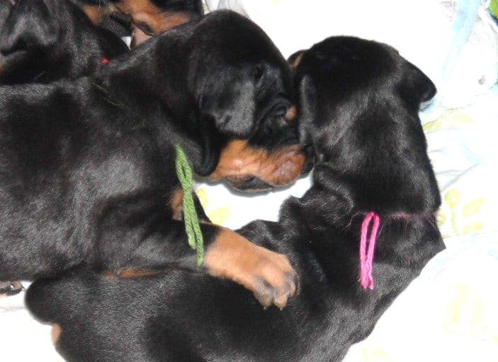 3 week old pics of blues and blacks - dobermann pups