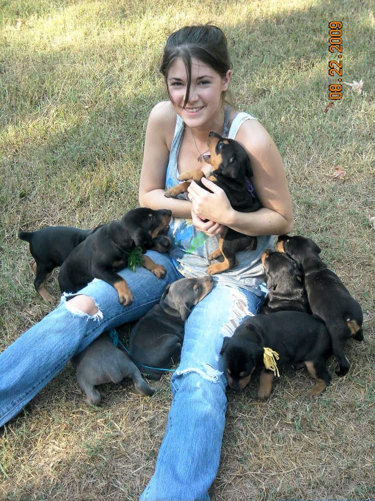 4 week old dobie pups