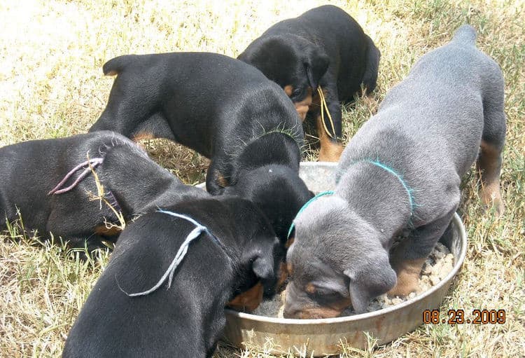 black and rust  and blue and rust dobie puppies 5th week