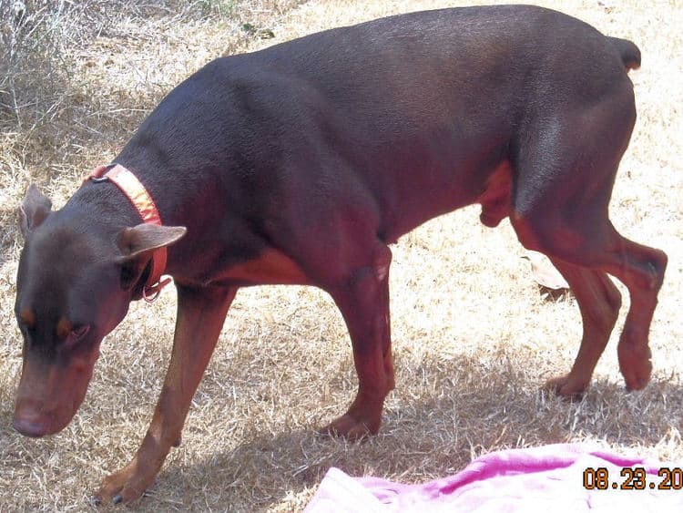 black and rust  and blue and rust dobie puppies 5th week