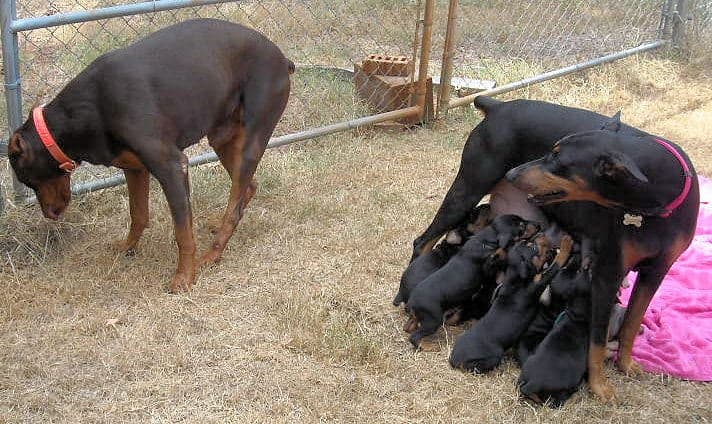 black and rust  and blue and rust dobie puppies 5th week